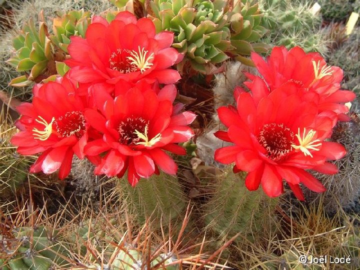 Trichocereus andalgalensis ex huascha rubra ©JLcoll.4342